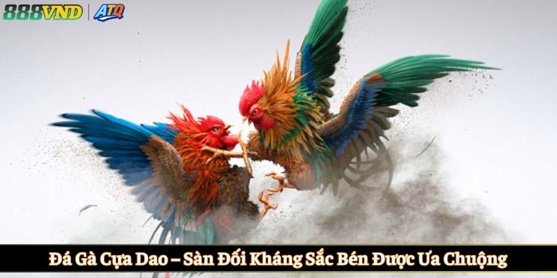 Đá gà cựa dao